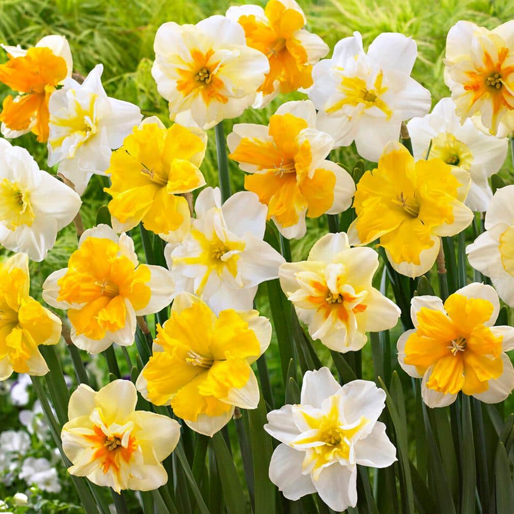  14/16 Cm Butterfly Mix Split Corona Daffodil Flower Bulbs (Bag Of 50)