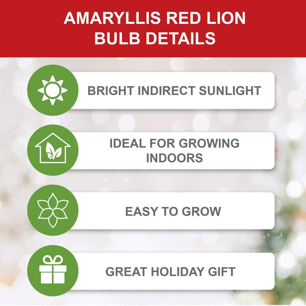  26/28 Cm Red Lion Amaryllis Flower Bulbs (Bag Of 3)