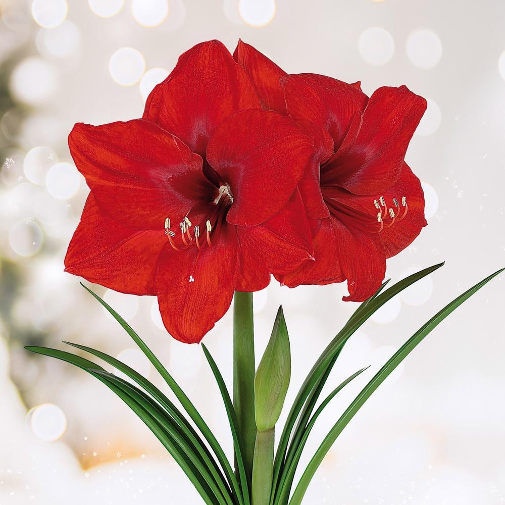  26/28 Cm Red Lion Amaryllis Flower Bulbs (Bag Of 3)