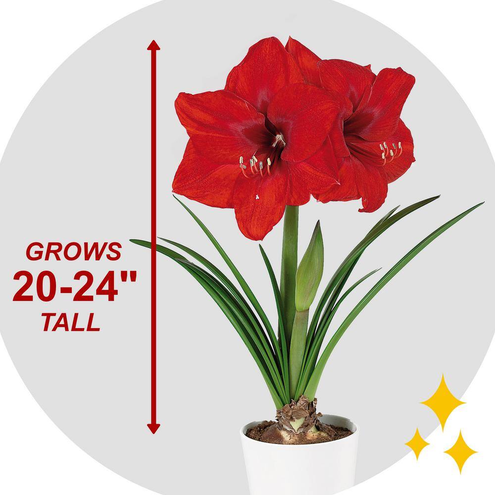  26/28 Cm Red Lion Amaryllis Flower Bulbs (Bag Of 6)