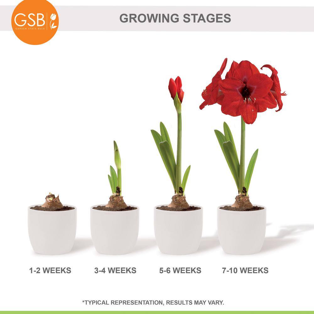  26/28 Cm Red Lion Amaryllis Flower Bulbs (Bag Of 6)