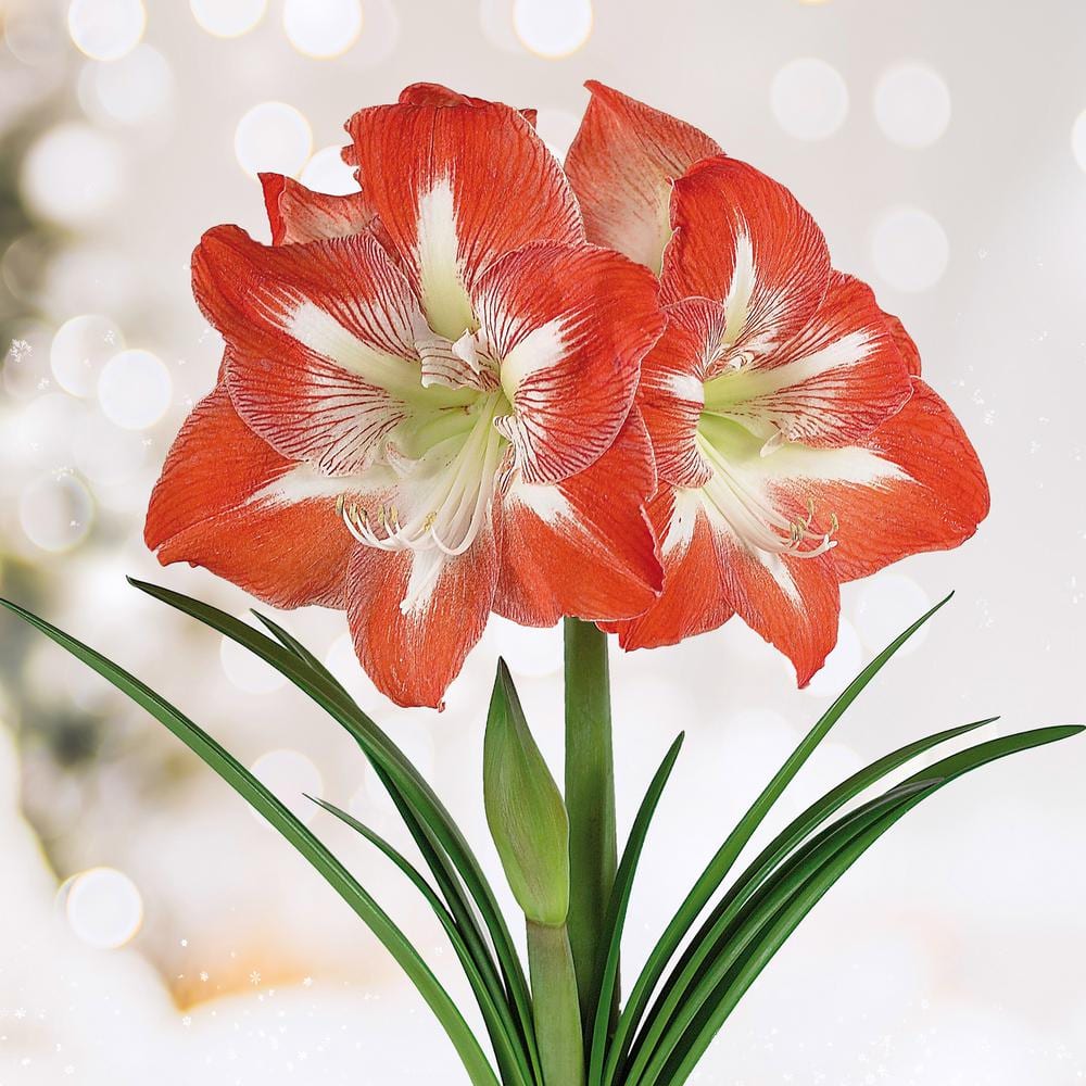  26/28 Cm Minerva Amaryllis Flower Bulbs (Bag Of 3)