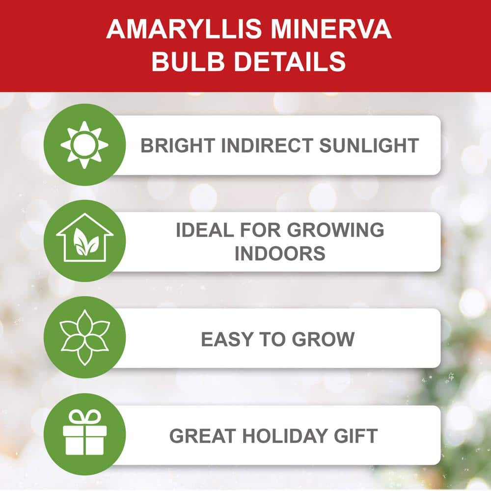  26/28 Cm Minerva Amaryllis Flower Bulbs (Bag Of 6)