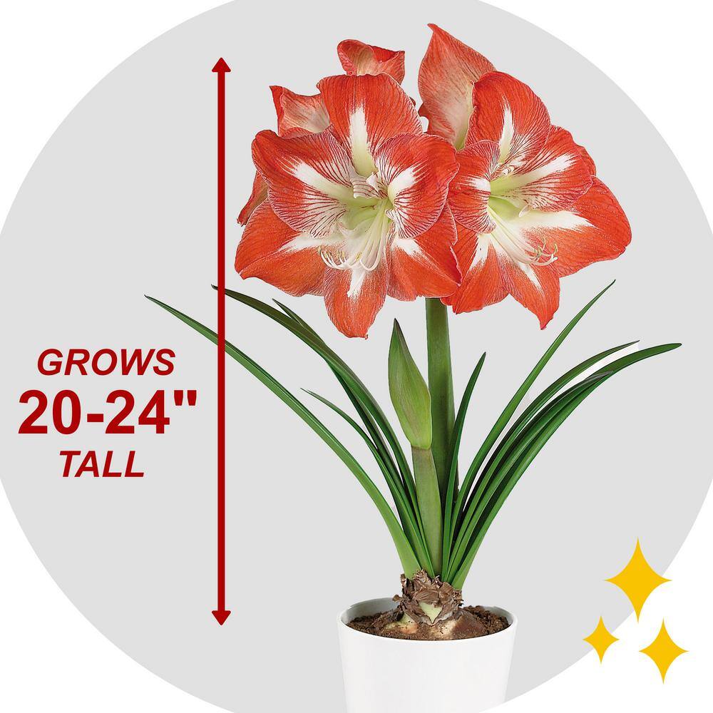  26/28 Cm Minerva Amaryllis Flower Bulbs (Bag Of 6)