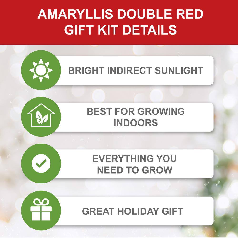  26/28cm Red Double Amaryllis Bulb Kit With White Container