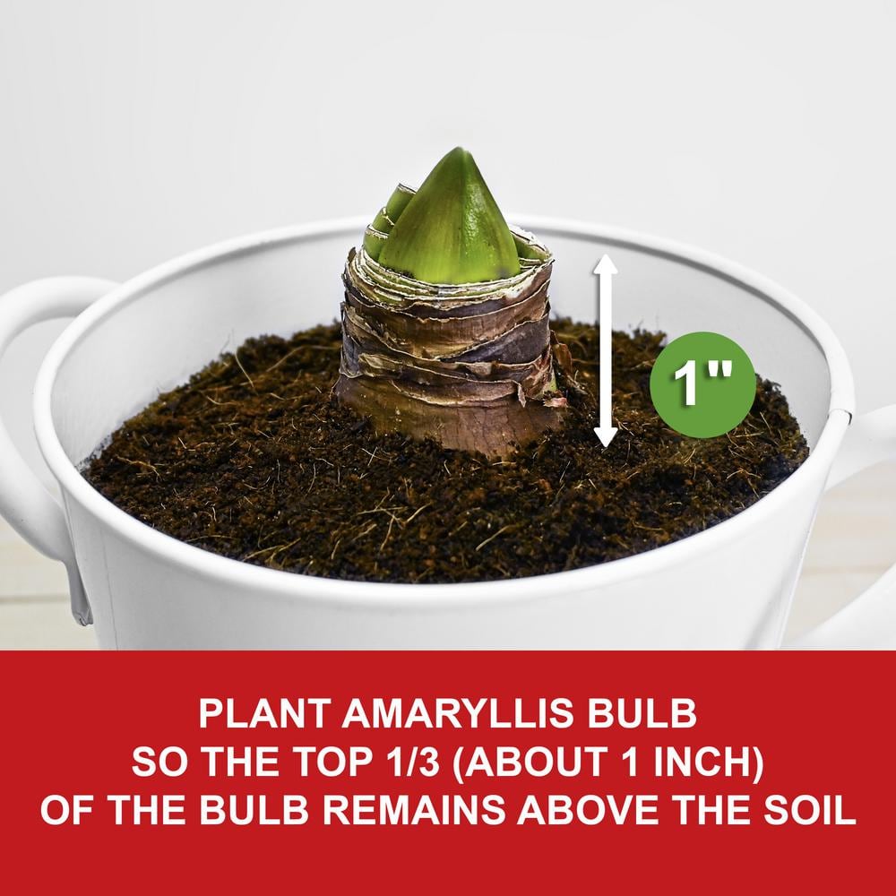  26/28cm Red Double Amaryllis Bulb Kit With White Container