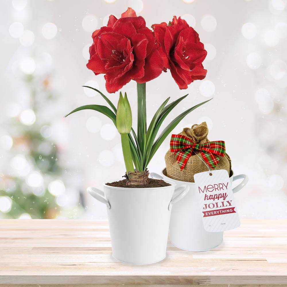  26/28cm Red Double Amaryllis Bulb Kit With White Container