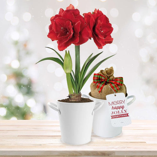  26/28cm Red Double Amaryllis Bulb Kit With White Container
