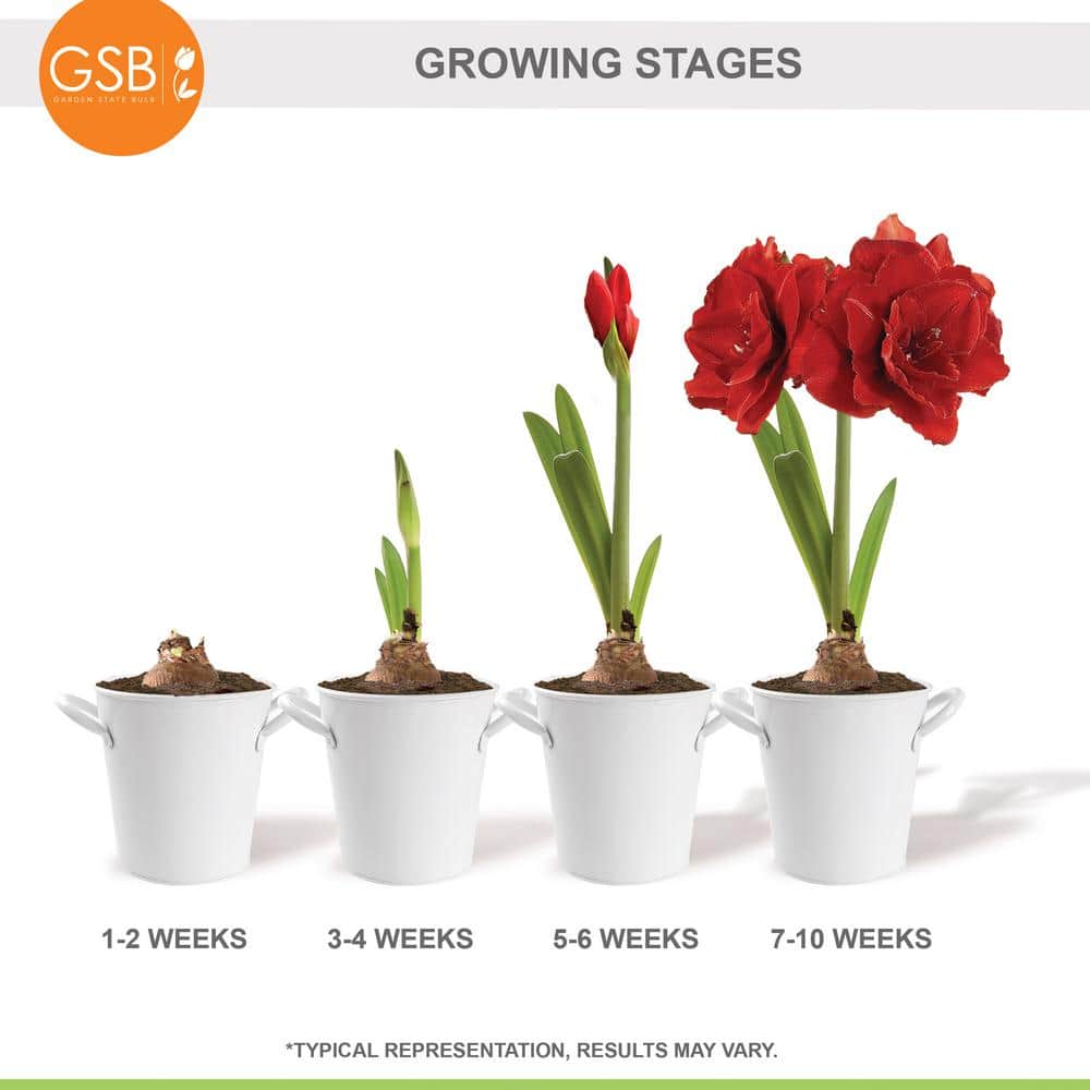  26/28cm Red Double Amaryllis Bulb Kit With White Container