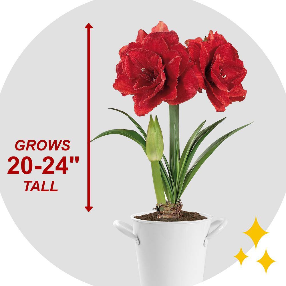  26/28cm Red Double Amaryllis Bulb Kit With White Container