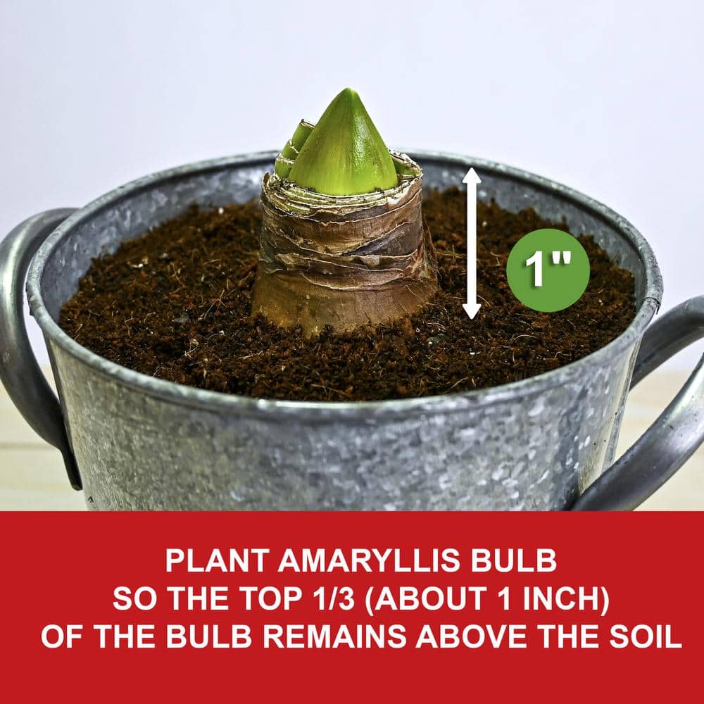  26/28cm Red Double Amaryllis Bulb Gift Kit With Zinc Container