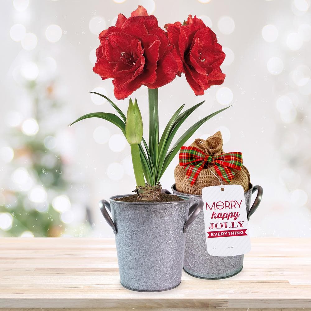  26/28cm Red Double Amaryllis Bulb Gift Kit With Zinc Container