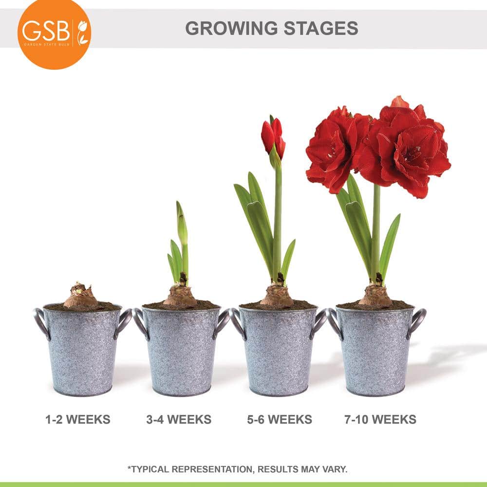  26/28cm Red Double Amaryllis Bulb Gift Kit With Zinc Container