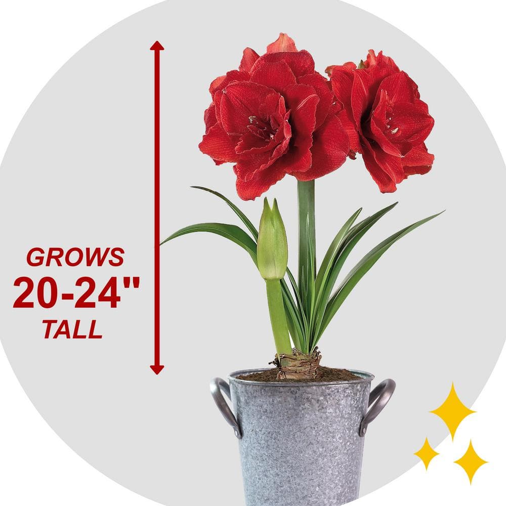  26/28cm Red Double Amaryllis Bulb Gift Kit With Zinc Container