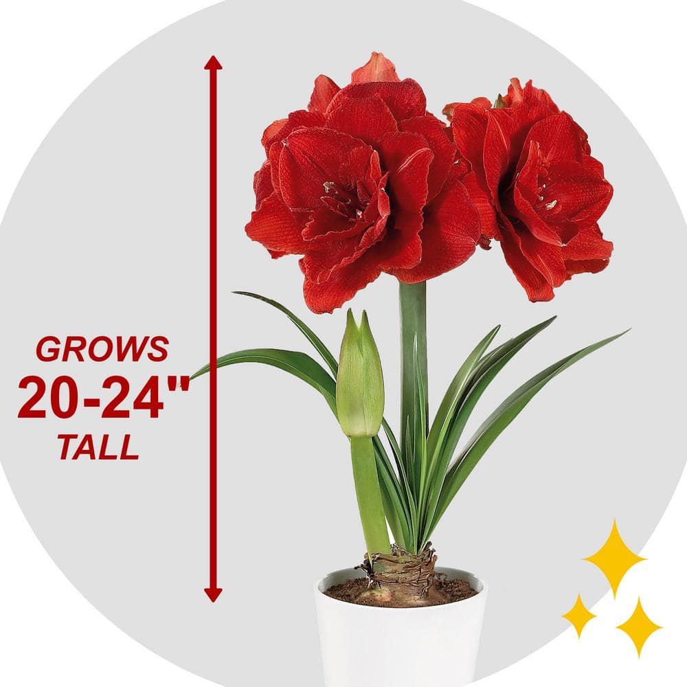  26/28 Cm Red Double Amaryllis Flower Bulb (Bag Of 1)