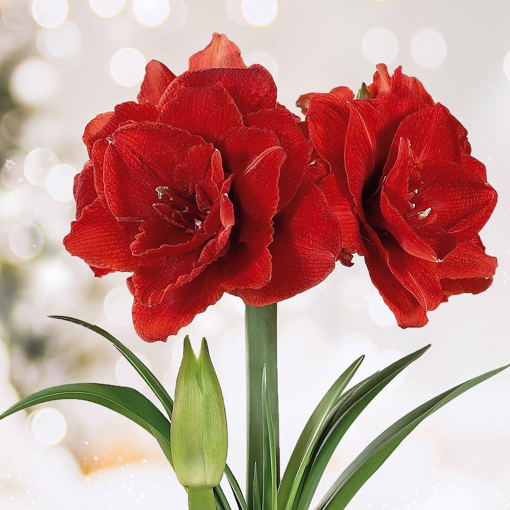  26/28 Cm Red Double Amaryllis Flower Bulb (Bag Of 1)