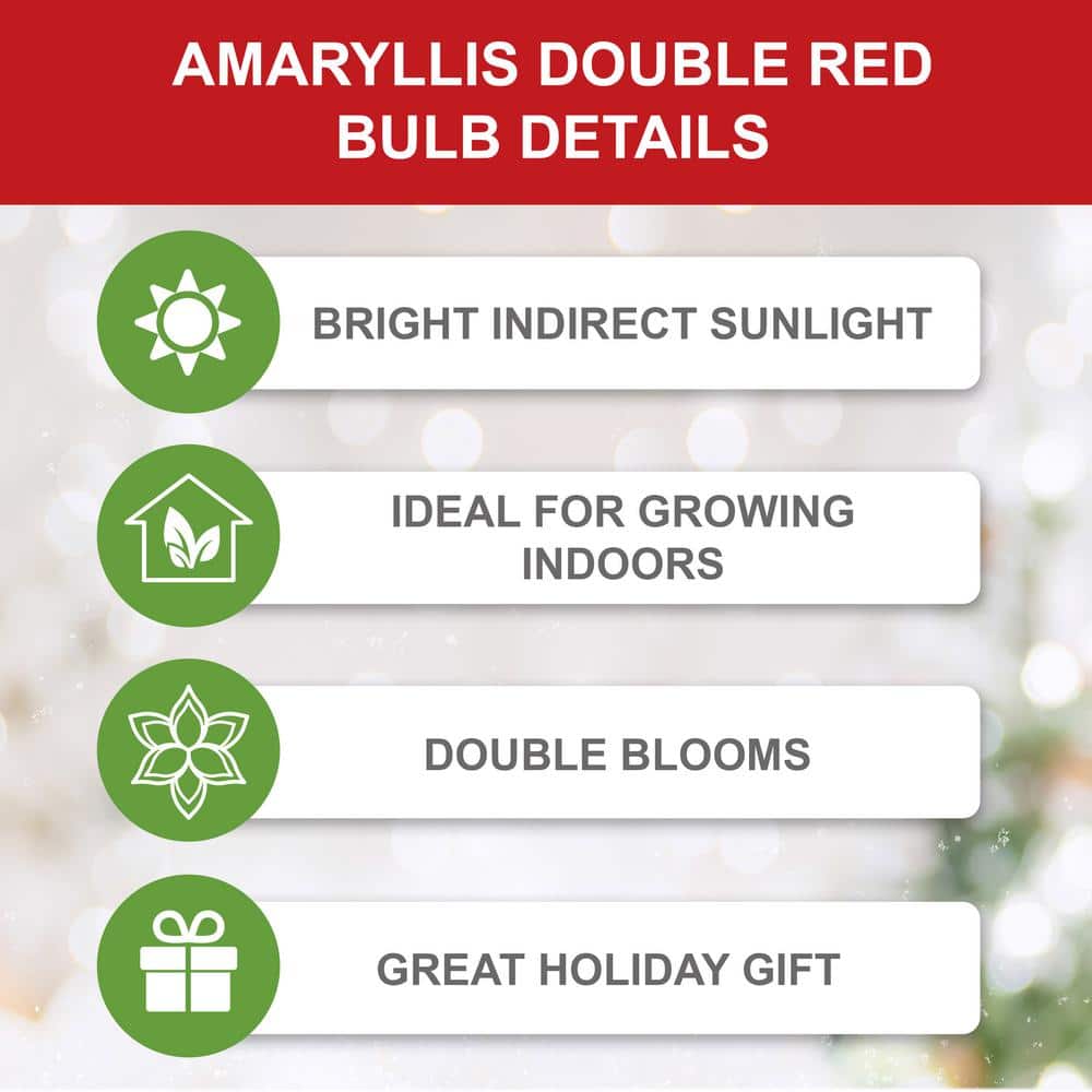  26/28 Cm Red Double Amaryllis Flower Bulb (Bag Of 2)