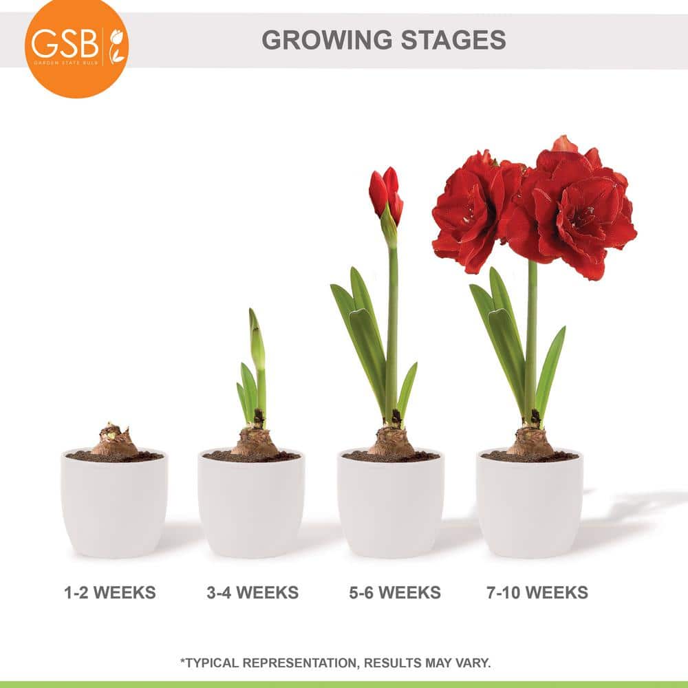  26/28 Cm Red Double Amaryllis Flower Bulb (Bag Of 2)
