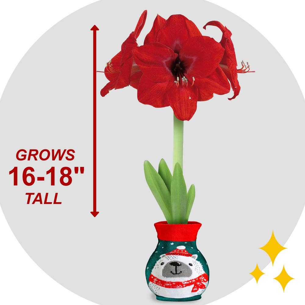  28/30 Cm Red Lion Sweater Amaryllis Flower Bulb, Polar Bear