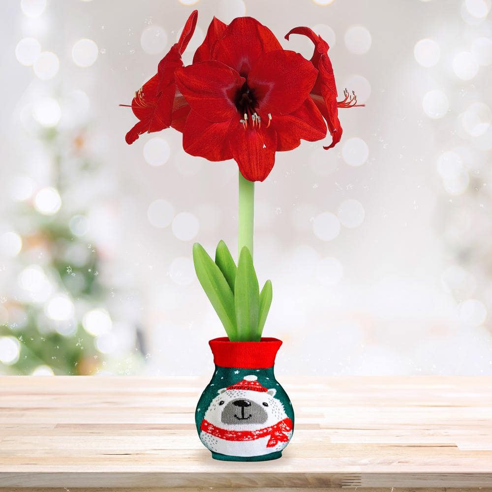  28/30 Cm Red Lion Sweater Amaryllis Flower Bulb, Polar Bear