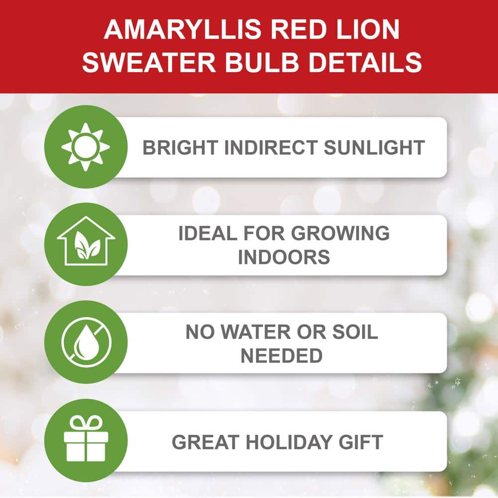  28/30 Cm Red Lion Sweater Amaryllis Flower Bulb, Polar Bear