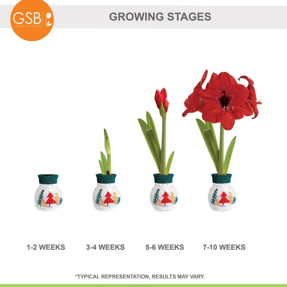  28/30 Cm Red Lion Sweater Amaryllis Flower Bulb, Trees
