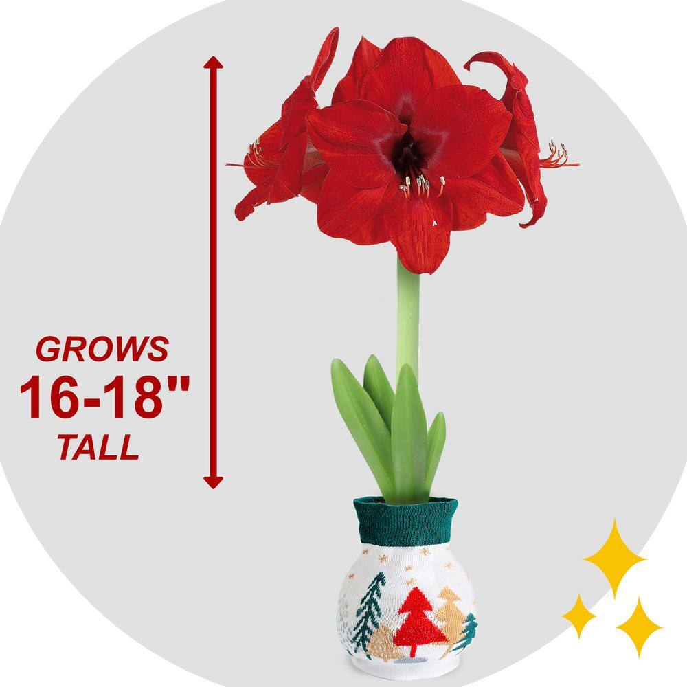  28/30 Cm Red Lion Sweater Amaryllis Flower Bulb, Trees