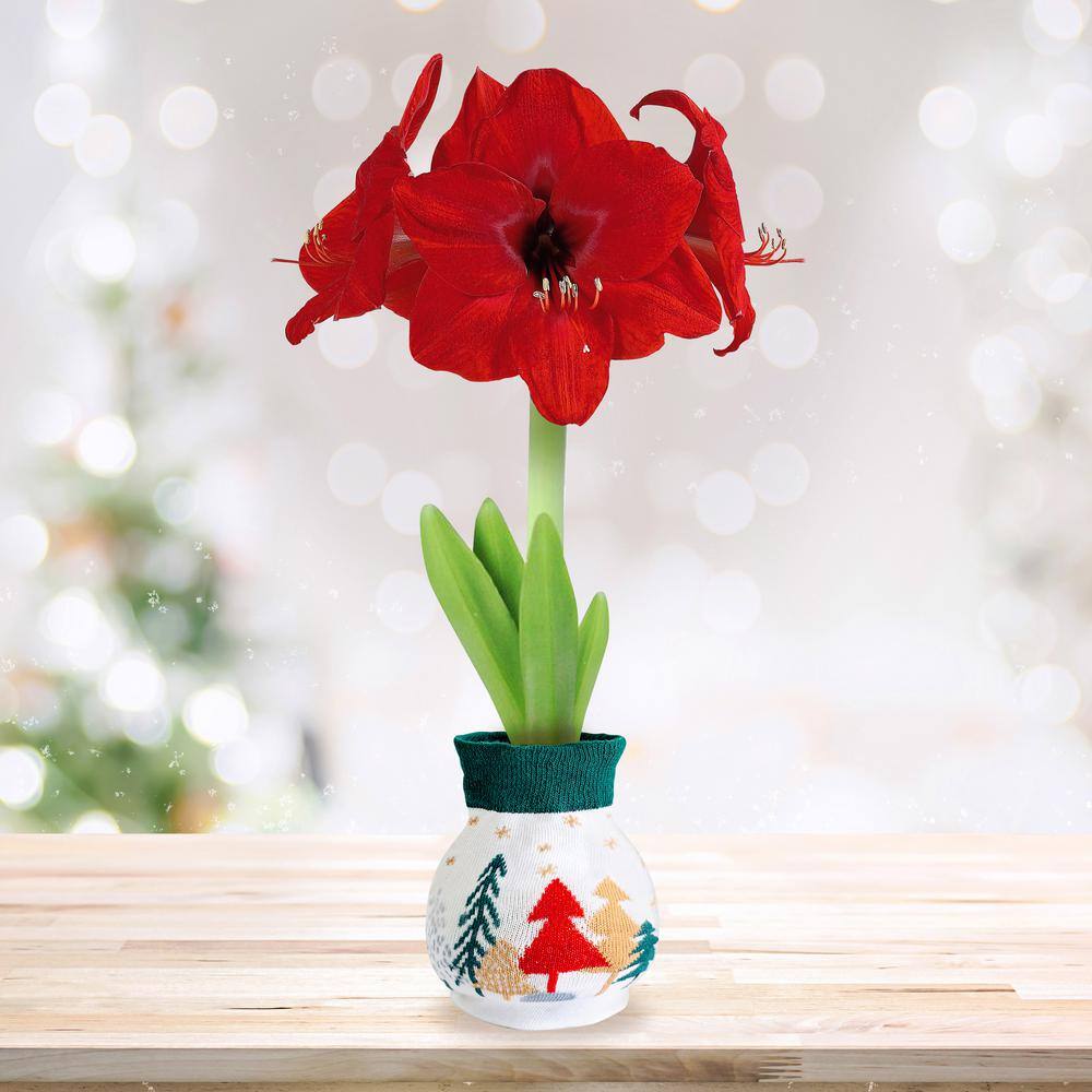  28/30 Cm Red Lion Sweater Amaryllis Flower Bulb, Trees