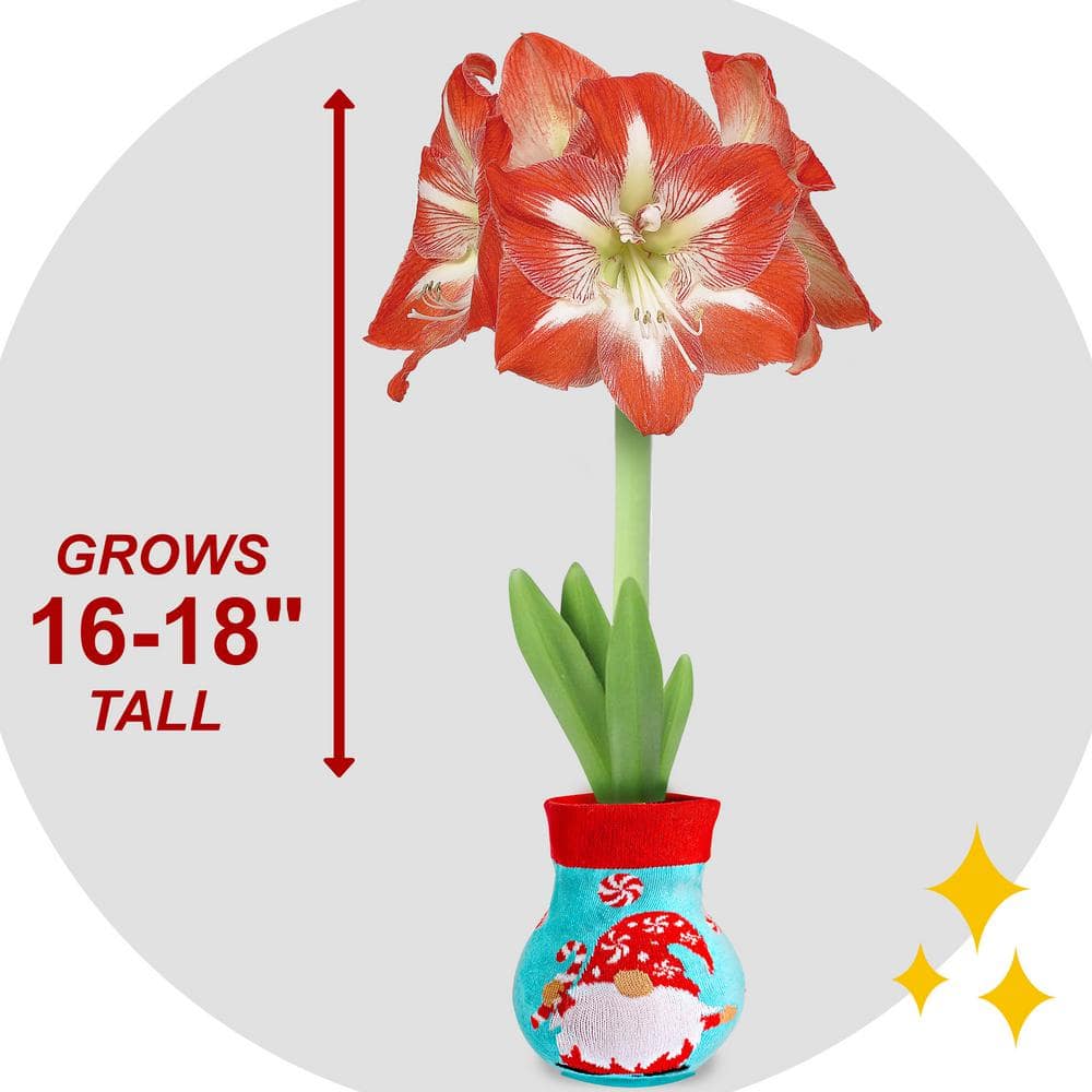  28/30 Cm Minerva Sweater Amaryllis Flower Bulb, Gnome