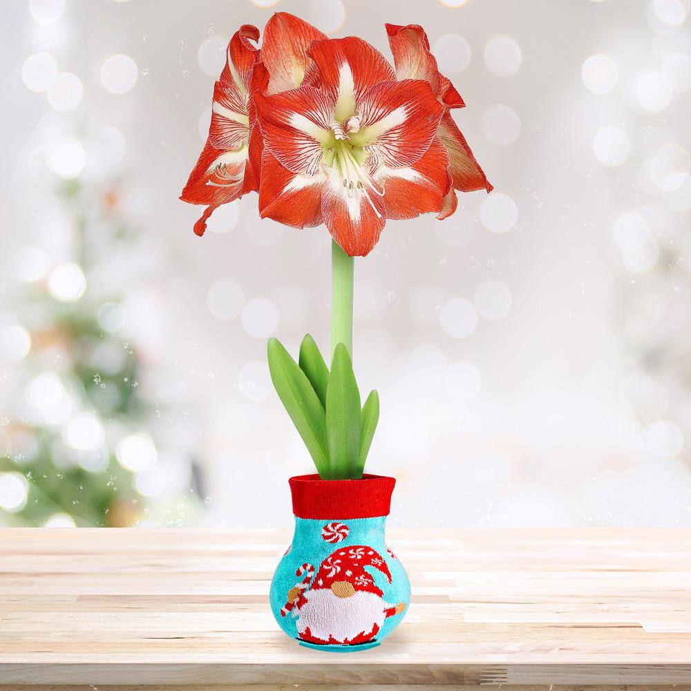 28/30 Cm Minerva Sweater Amaryllis Flower Bulb, Gnome