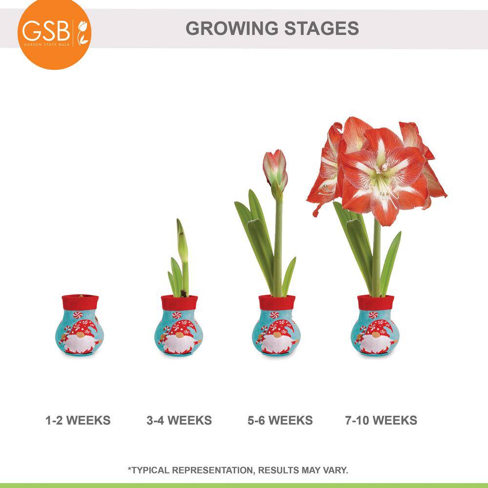  28/30 Cm Minerva Sweater Amaryllis Flower Bulb, Gnome