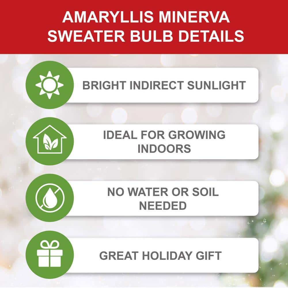  28/30 Cm Minerva Sweater Amaryllis Flower Bulb, Gnome