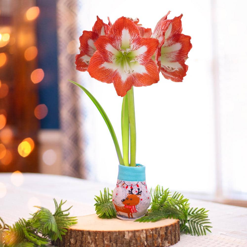  28/30 Cm Minerva Sweater Amaryllis Flower Bulb, Reindeer