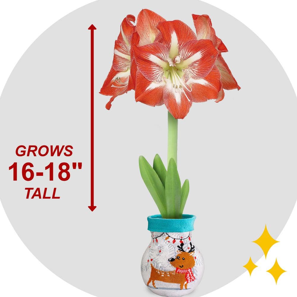  28/30 Cm Minerva Sweater Amaryllis Flower Bulb, Reindeer