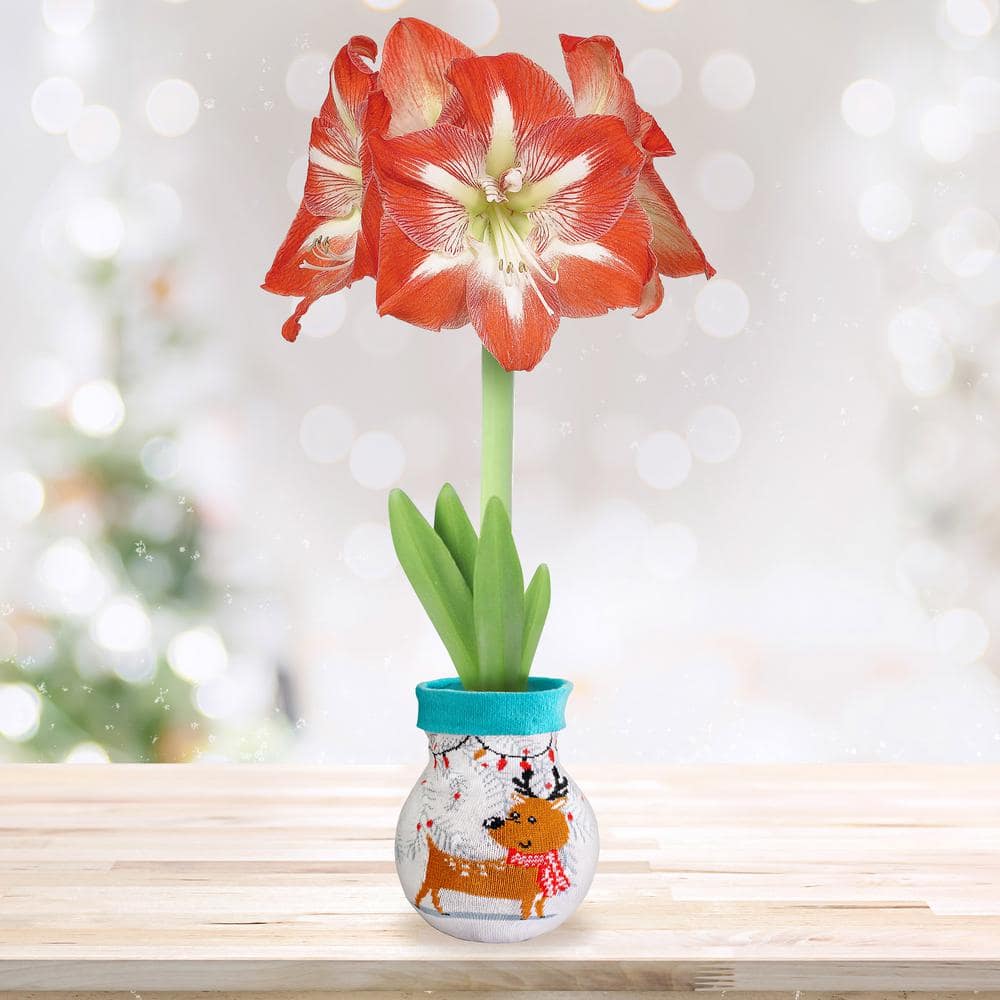  28/30 Cm Minerva Sweater Amaryllis Flower Bulb, Reindeer