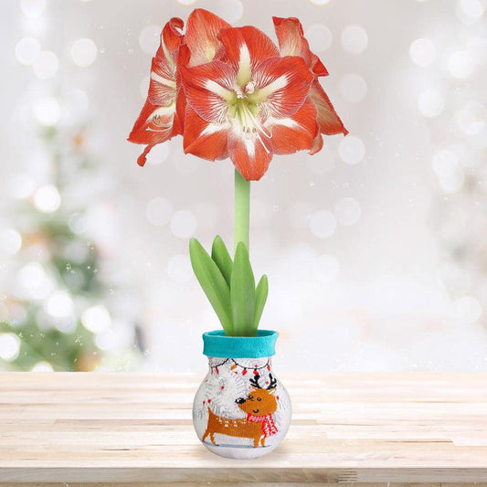  28/30 Cm Minerva Sweater Amaryllis Flower Bulb, Reindeer