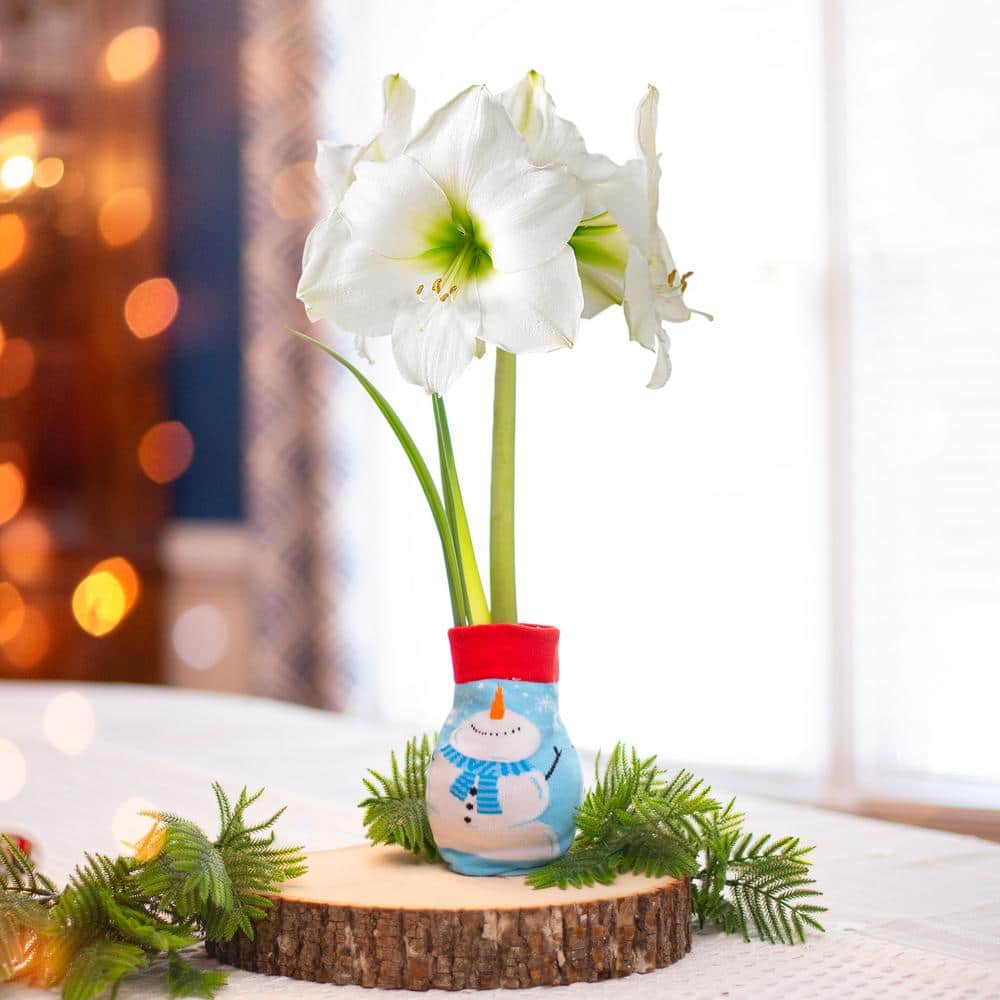  28/30 Cm White Christmas Sweater Amaryllis Flower Bulb, Snowman
