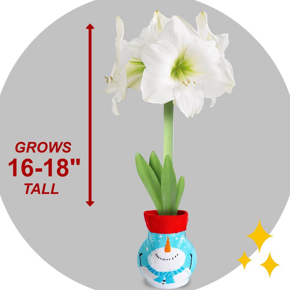  28/30 Cm White Christmas Sweater Amaryllis Flower Bulb, Snowman