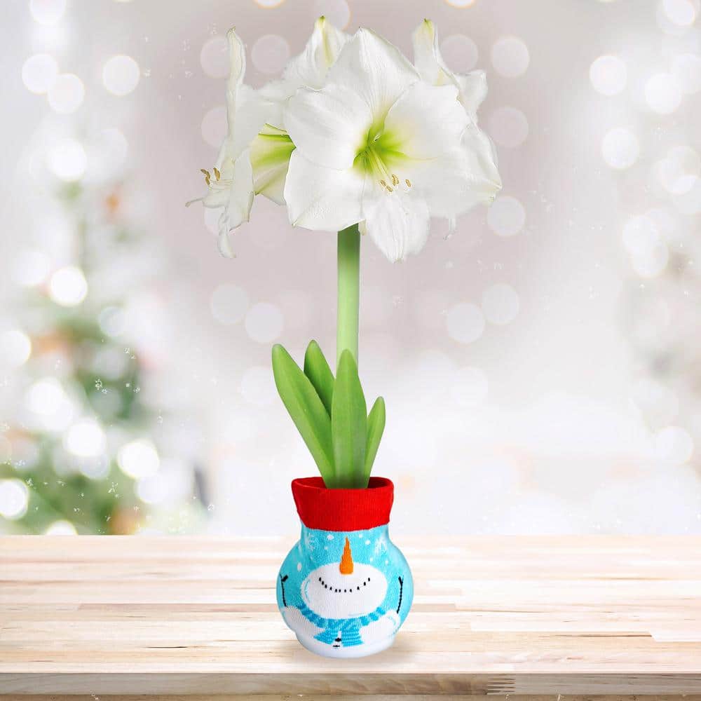  28/30 Cm White Christmas Sweater Amaryllis Flower Bulb, Snowman