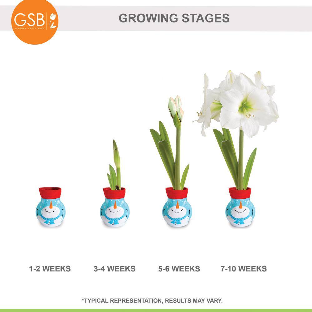  28/30 Cm White Christmas Sweater Amaryllis Flower Bulb, Snowman