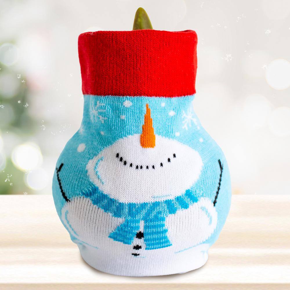  28/30 Cm White Christmas Sweater Amaryllis Flower Bulb, Snowman