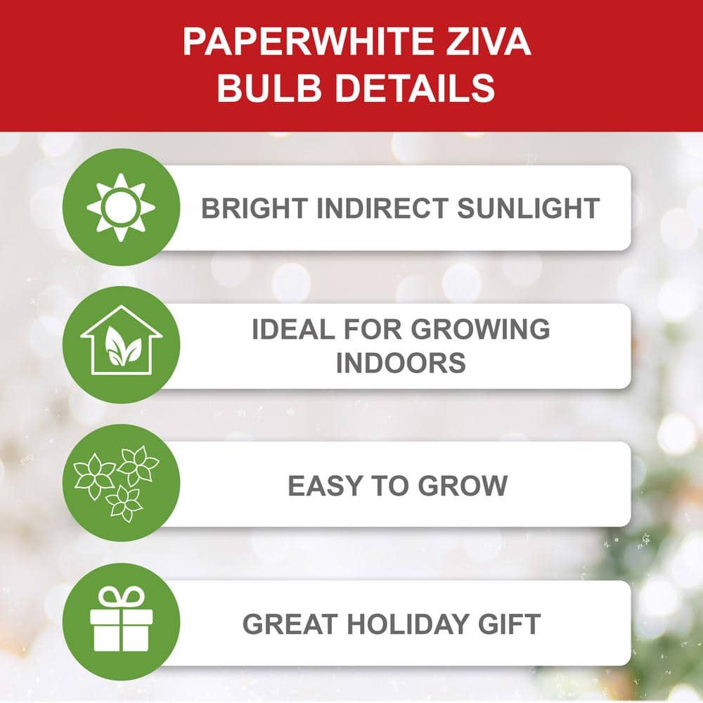  14/15cm Ziva Paperwhite Narcissus Flower Bulbs (Bag Of 15)