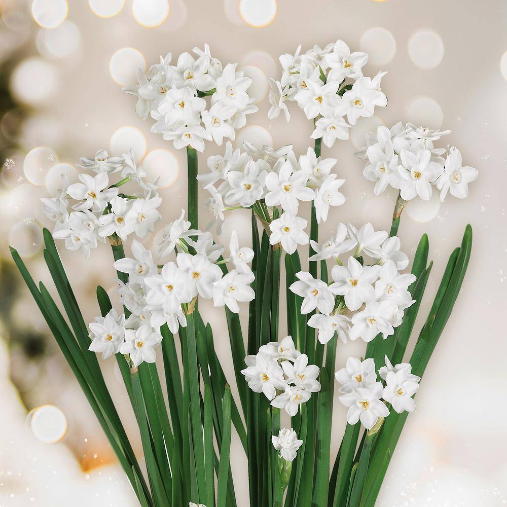  14/15cm Ziva Paperwhite Narcissus Flower Bulbs (Bag Of 15)