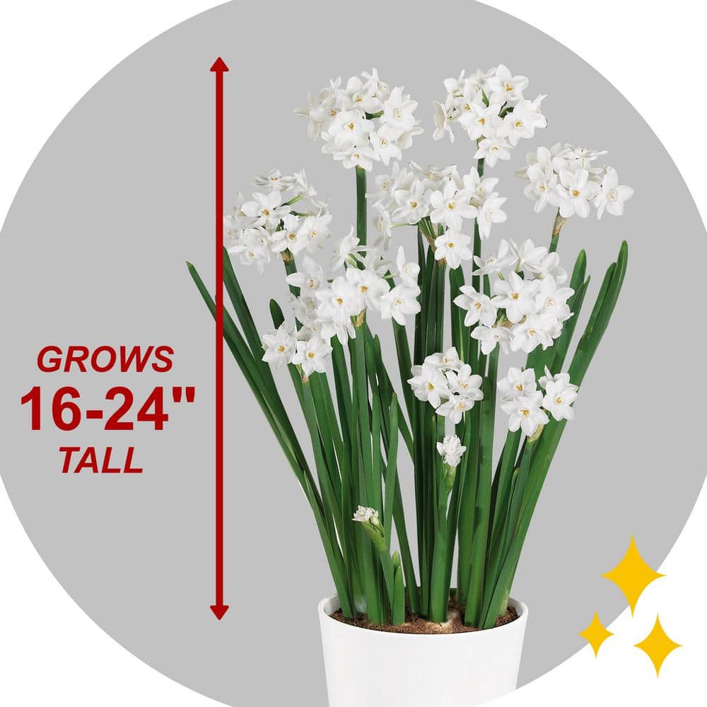  14/15cm Ziva Paperwhite Narcissus Flower Bulbs (Bag Of 15)