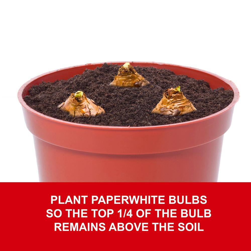  14/15cm Ziva Paperwhite Narcissus Flower Bulbs (Bag Of 15)