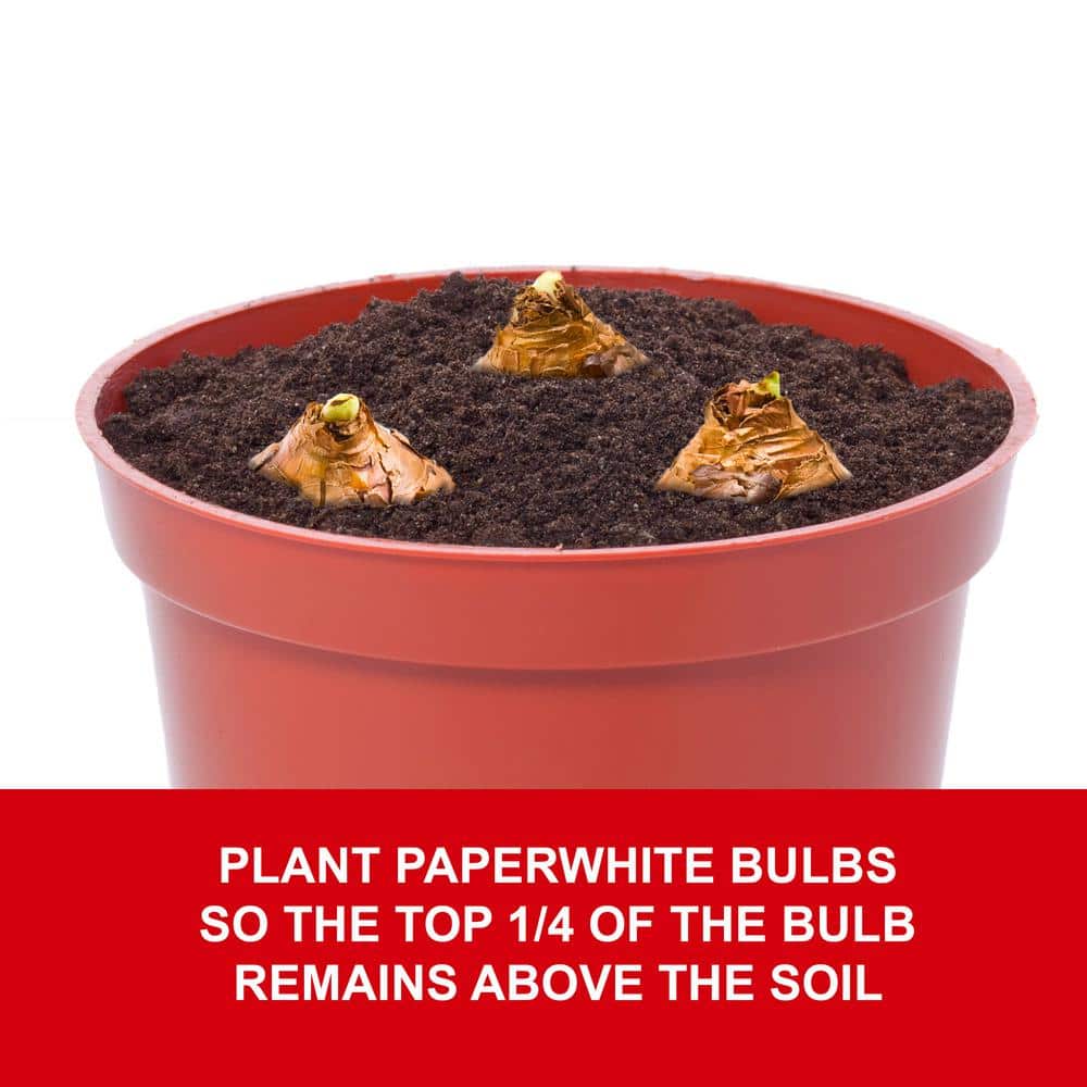  14/15 Cm Ziva Paperwhite Narcissus Flower Bulbs (Bag Of 30)