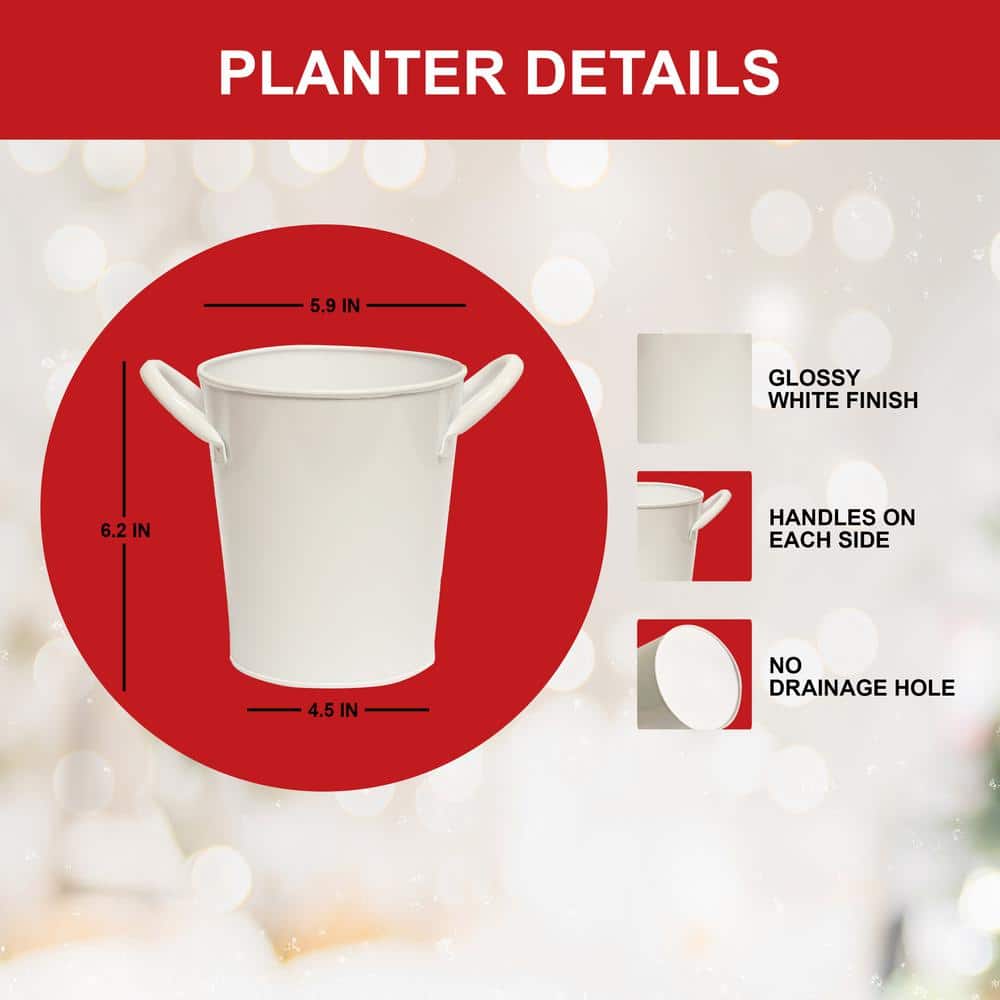  26/28 Cm Galaxy Nymph Double White Amaryllis Bulb Kit With White Container