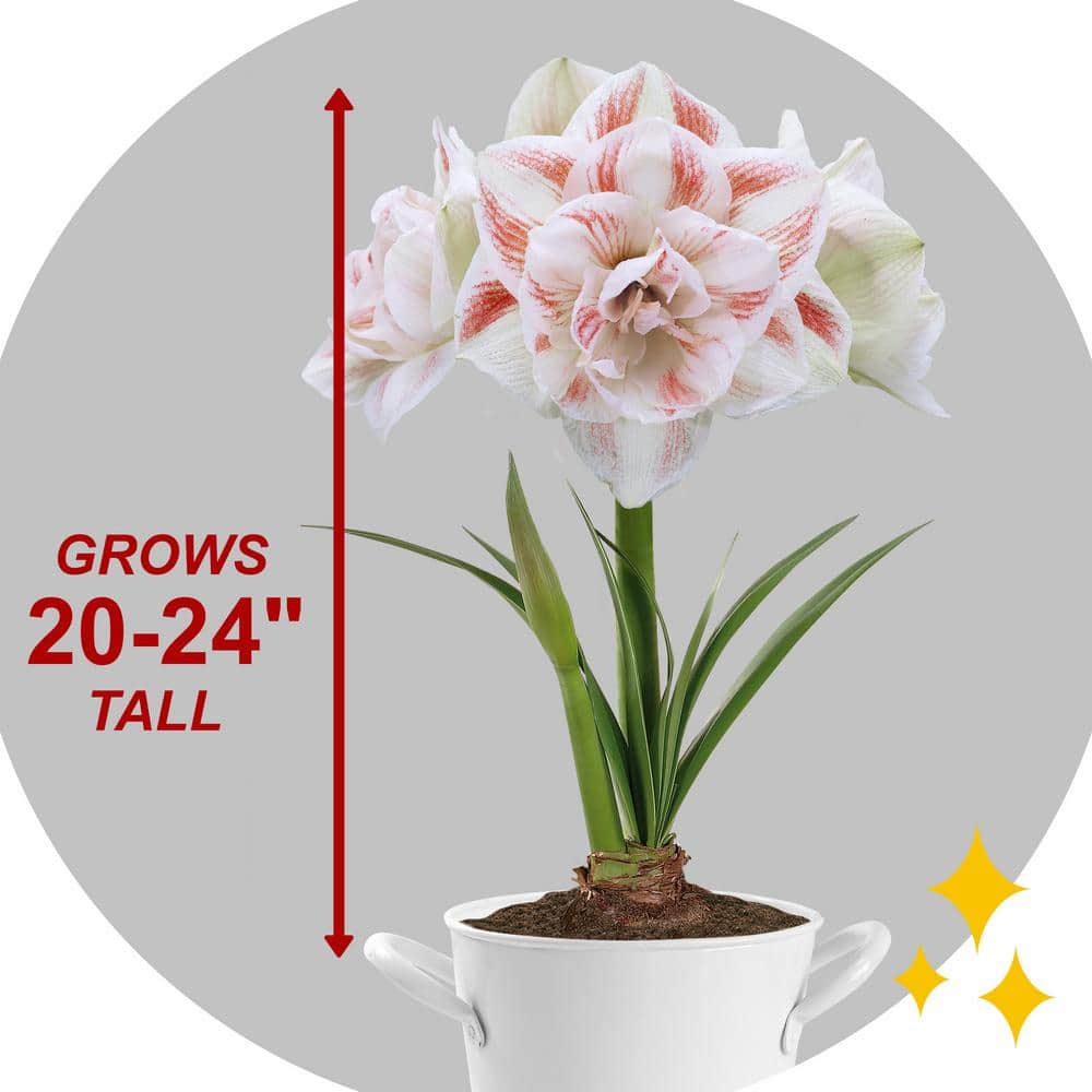  26/28 Cm Galaxy Nymph Double White Amaryllis Bulb Kit With White Container