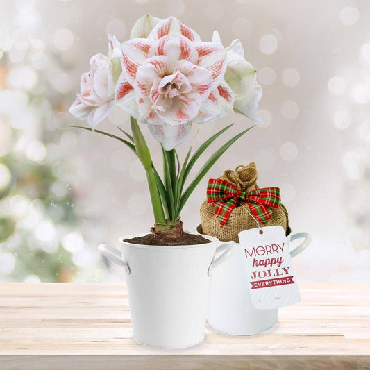  26/28 Cm Galaxy Nymph Double White Amaryllis Bulb Kit With White Container
