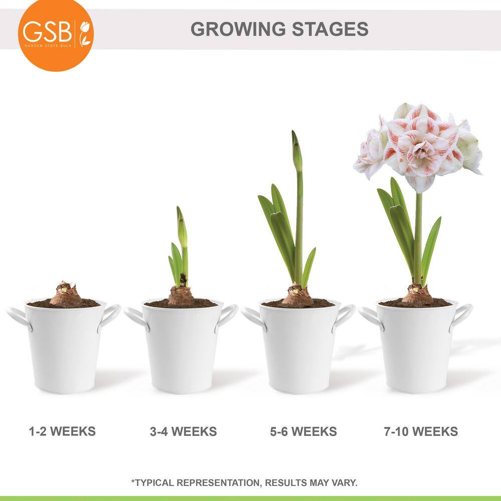  26/28 Cm Galaxy Nymph Double White Amaryllis Bulb Kit With White Container